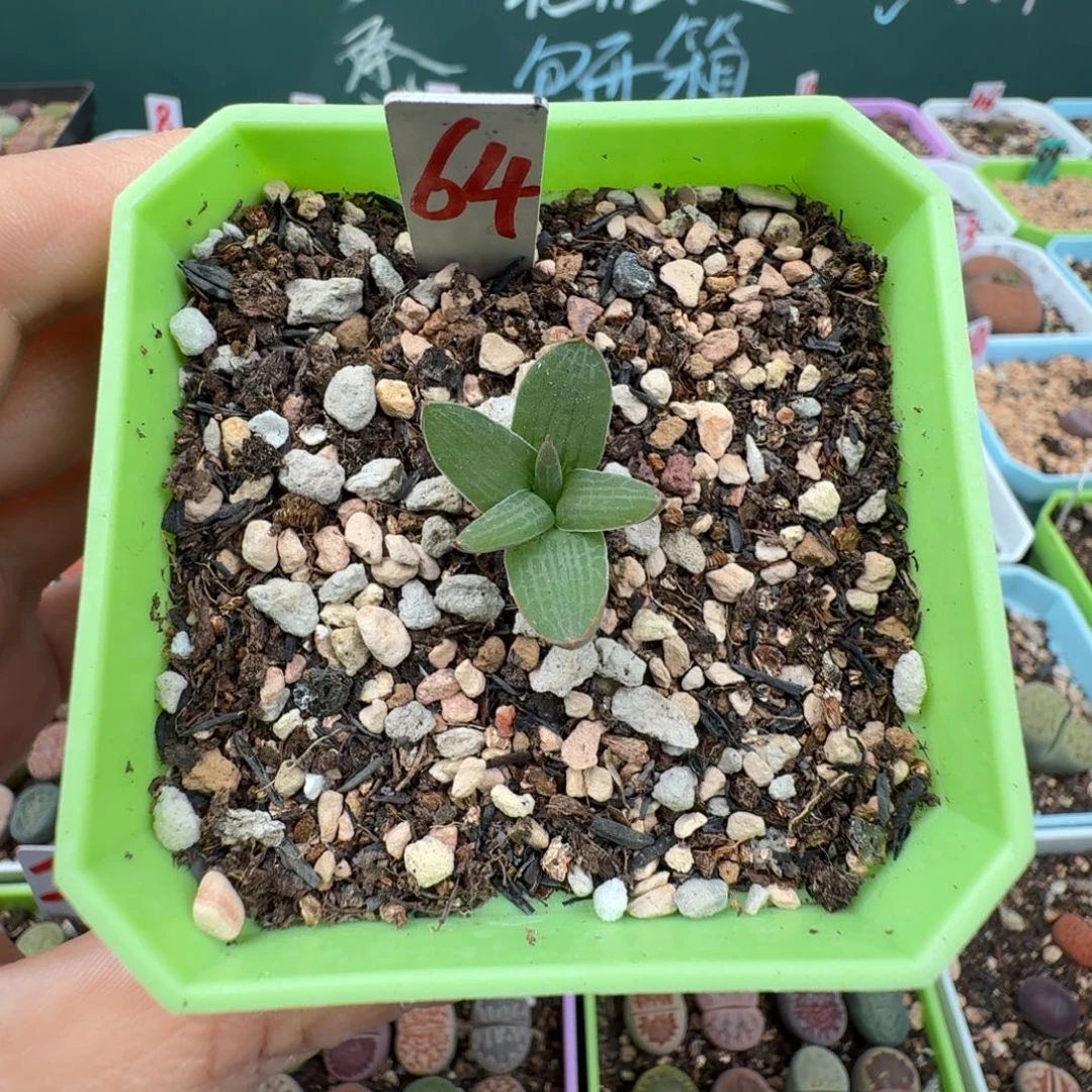 大型块根寿开花株64