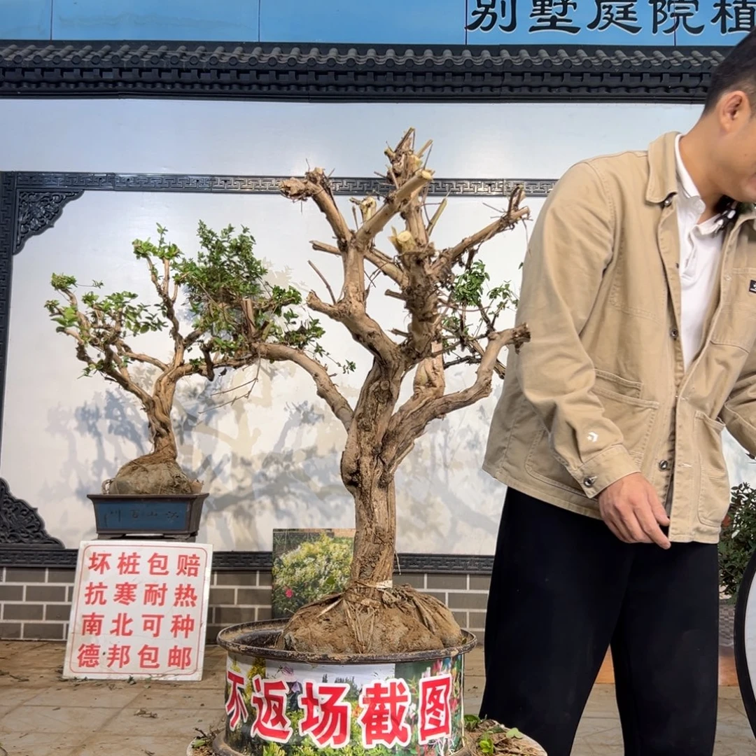 无花朵金银花开花255456589