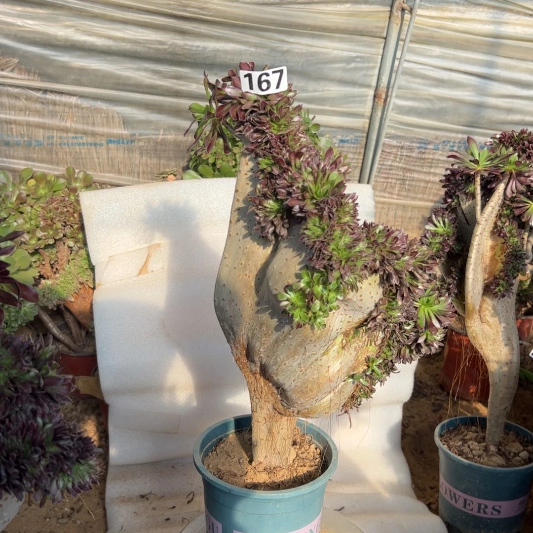 有伤黑缀167高度43厘米