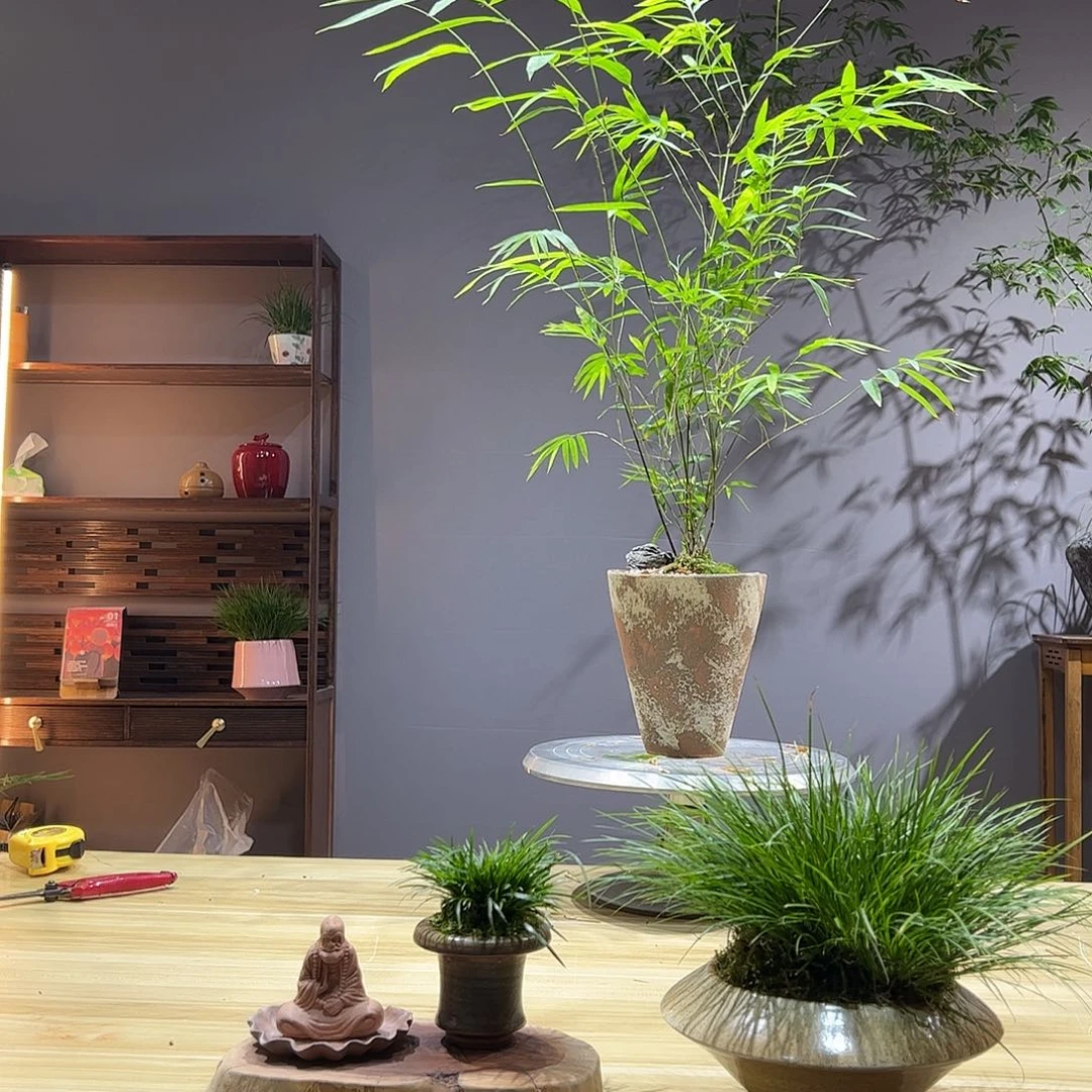 司***沁无花朵精品老桩竹盆景作品
