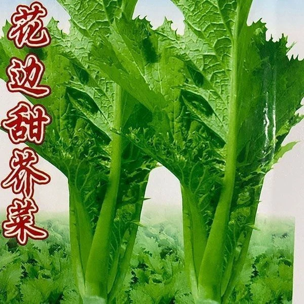 【四季甜芥菜】耐热耐湿介菜营养甜脆春菜客家甜芥菜新鲜蔬菜种子