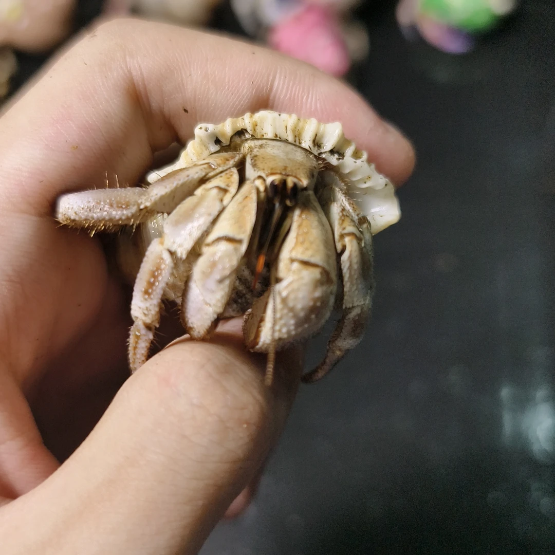 寄居蟹直播间议价