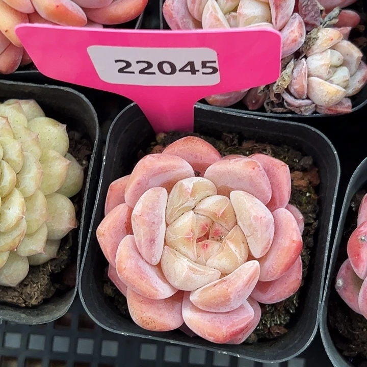 拾***听糖心。   22045号。