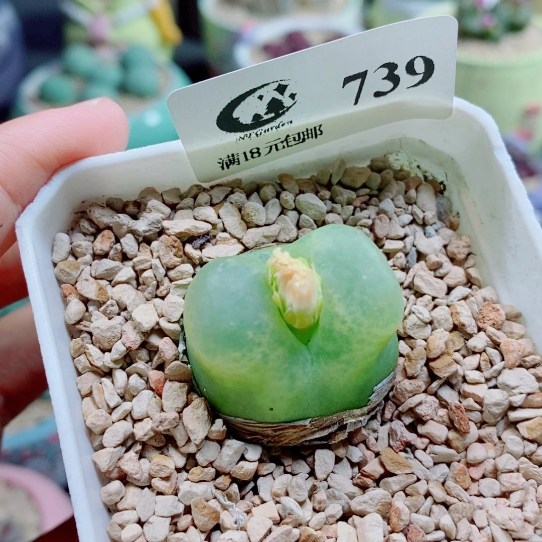 生石花花花花开了739