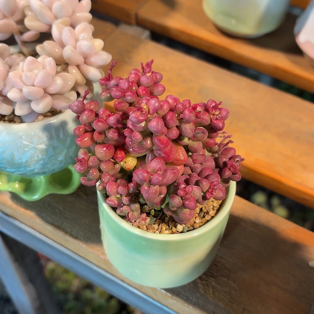 紫光多肉带盆发货颜色随机