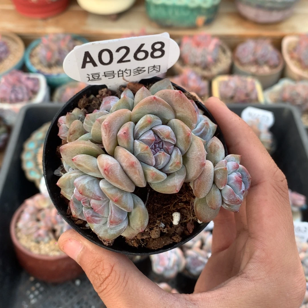 A0268 突尼斯半捧花 有砍 8cm
