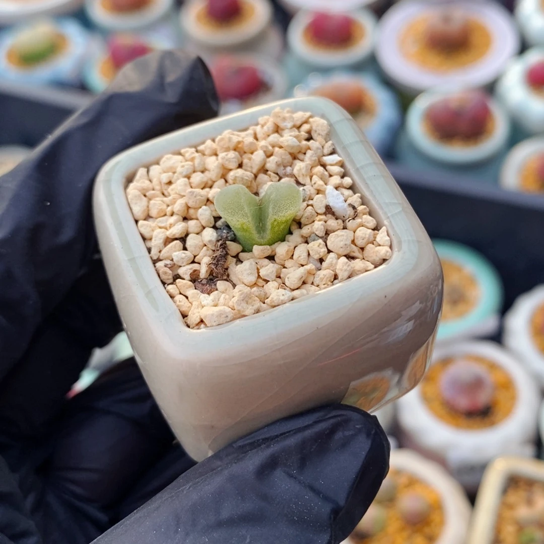 5021--一物一拍 带盆