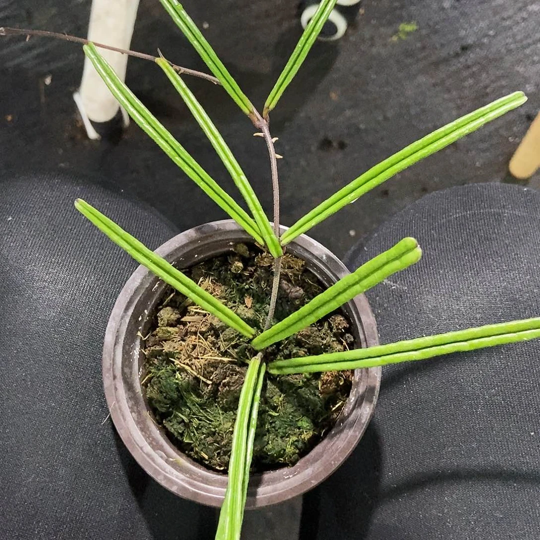 完全开放岛叶球兰88