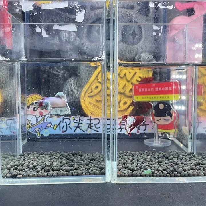 斗鱼69号926早两只