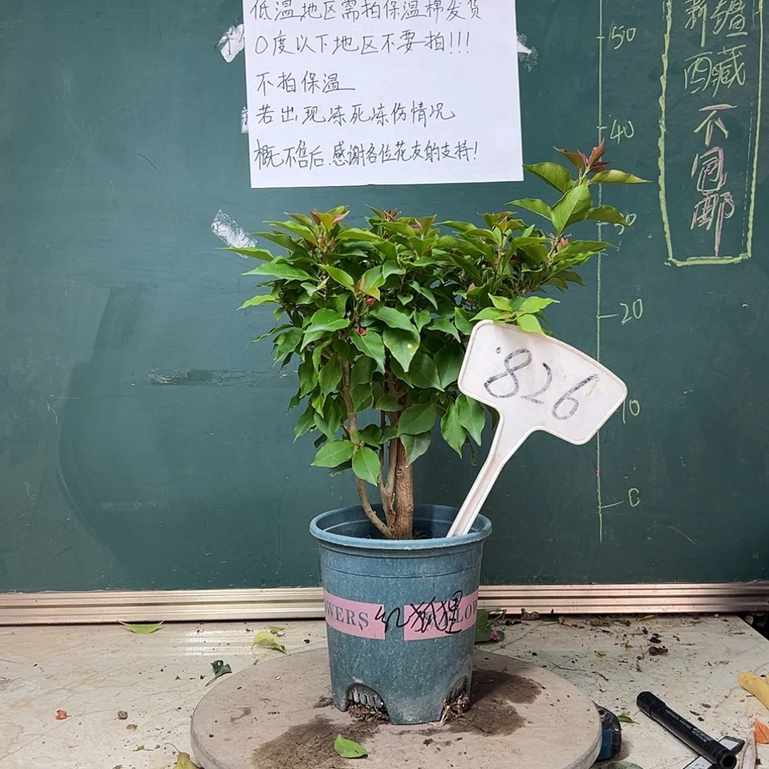 完全开放红狐狸826