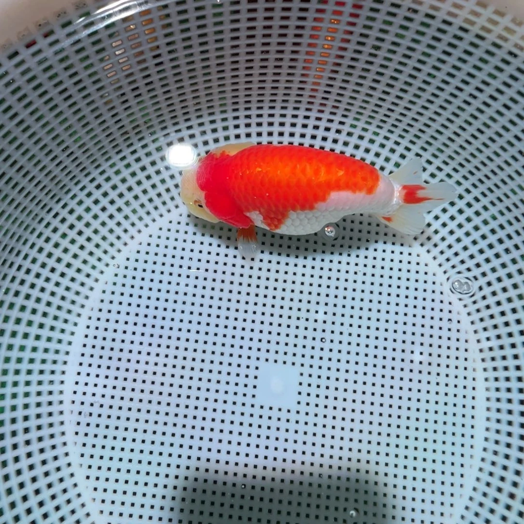 ****。海水鱼潘氏金鱼兰寿金鱼