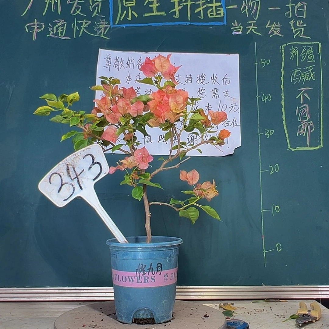 当前无花栽培后可以开花橙九月 343