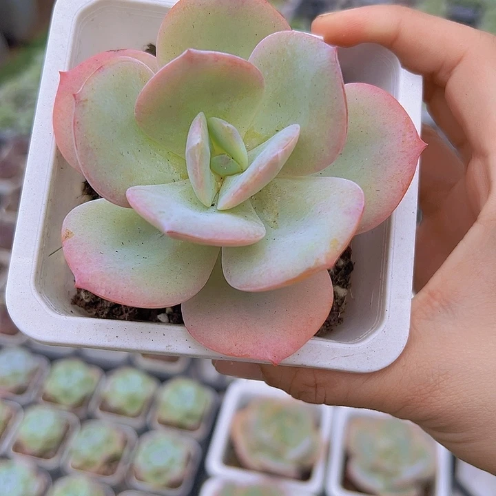大白凤19包邮多肉植物