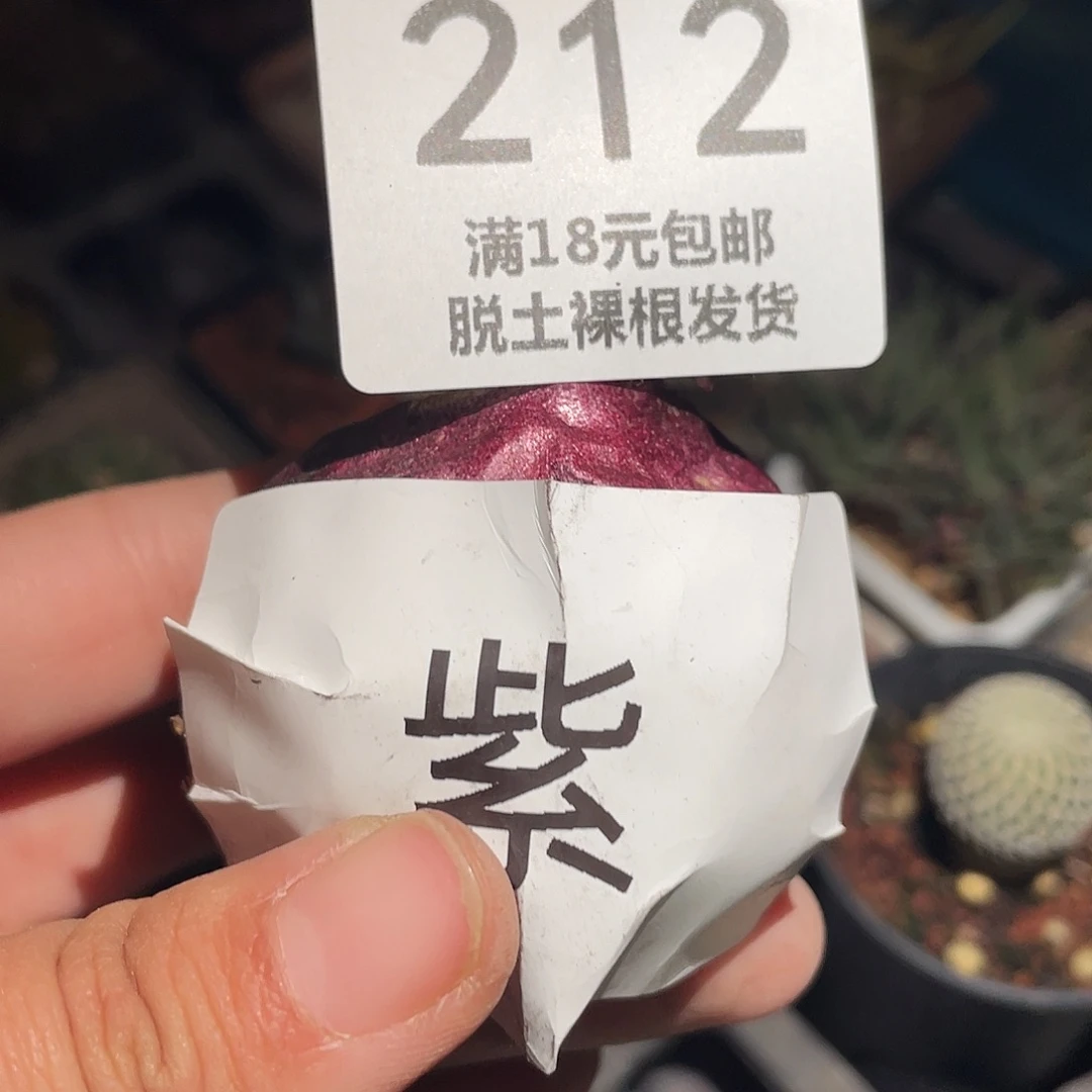 212风信子紫色仙人球植物