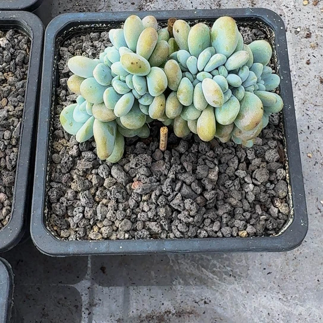 洛神 缀化 一物一拍