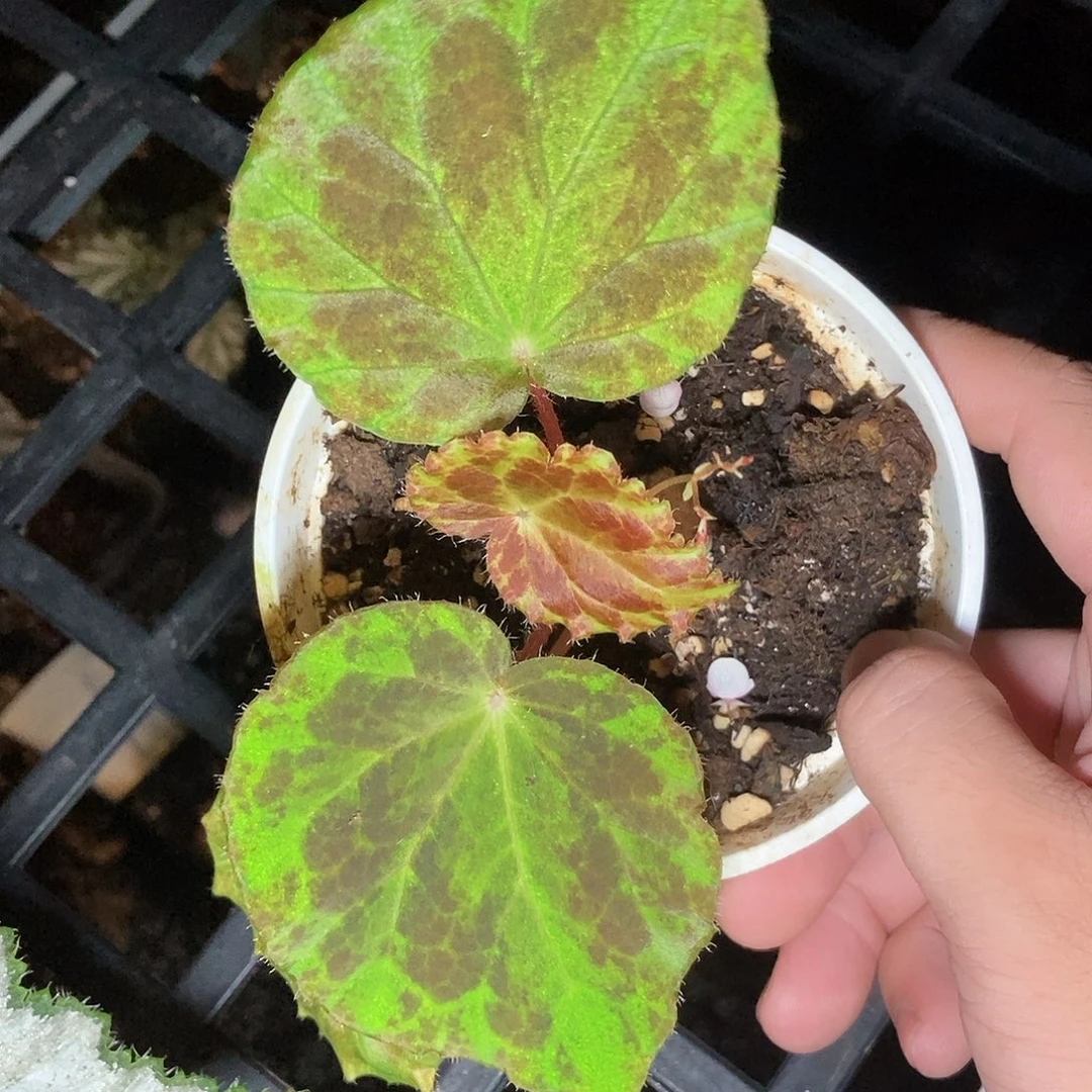 原生秋海棠一物一拍