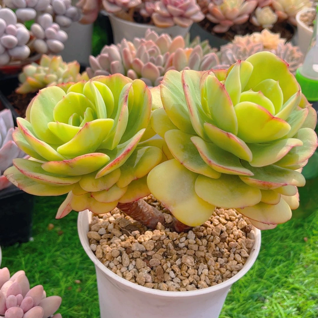 碧桃锦88888888888