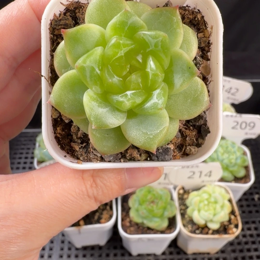 珍妮单头优选215号