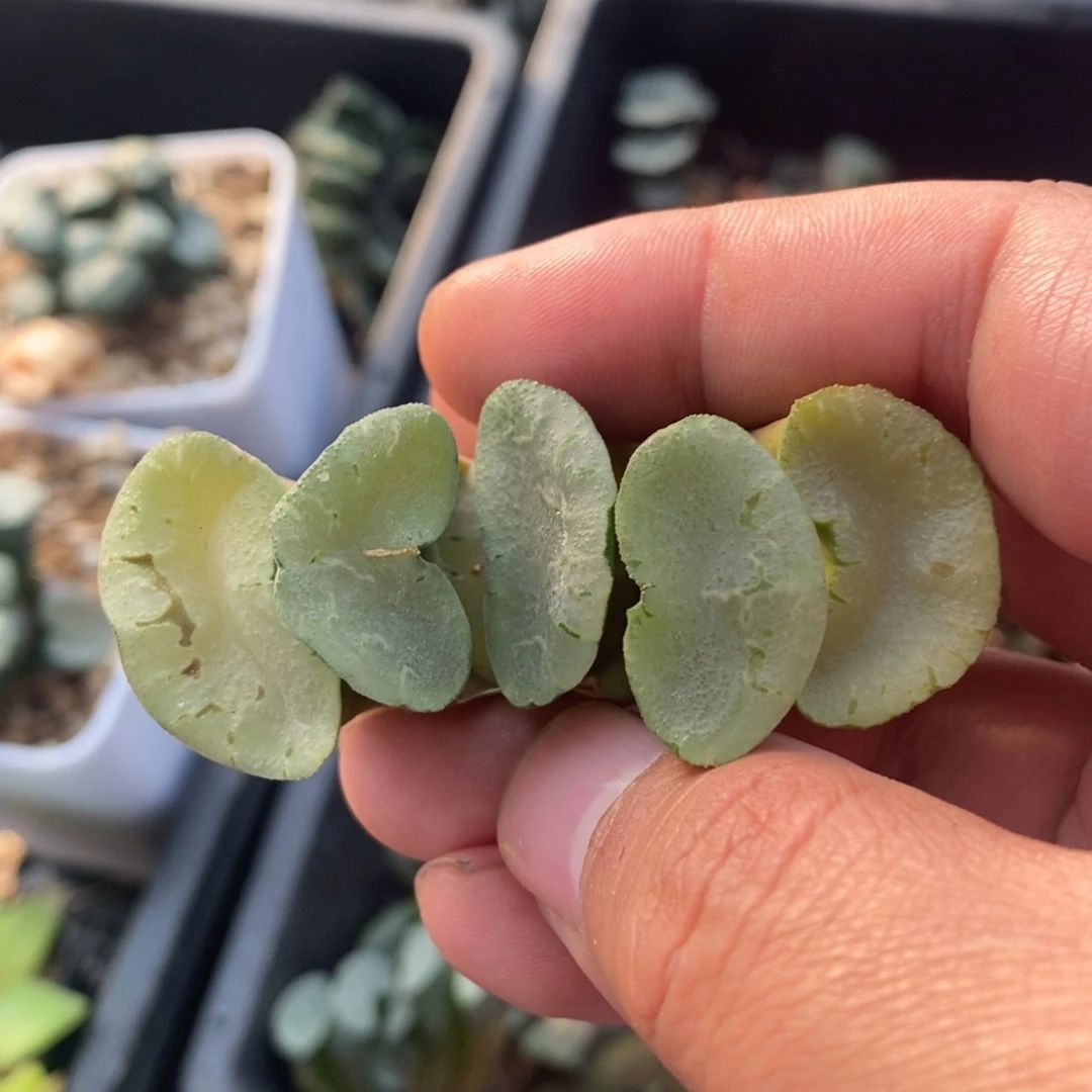 一颗大蓝镜玉扇。