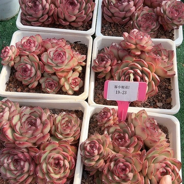 19.23万宝龙带盆一个