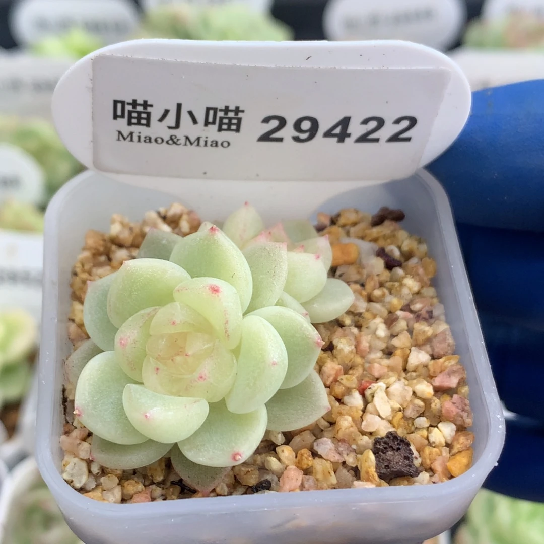 多肉植物杂交珍妮