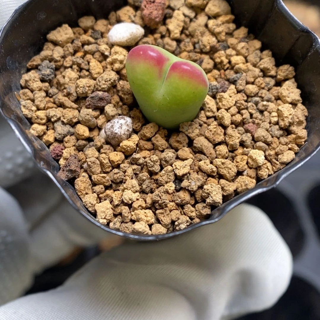 多肉植物肉锥杂交K-3774 油漆粗纹