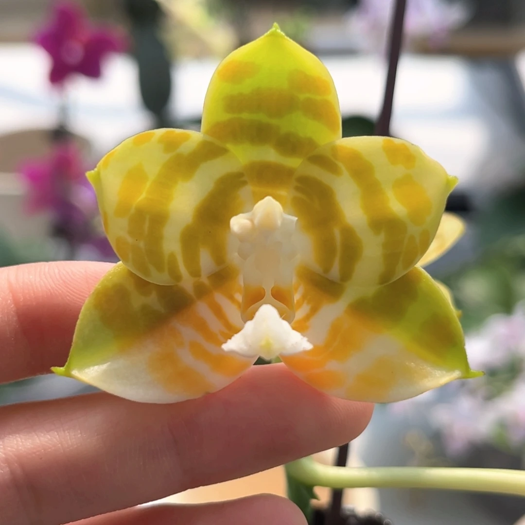 完全开放3.5寸弥陀反射王开花株