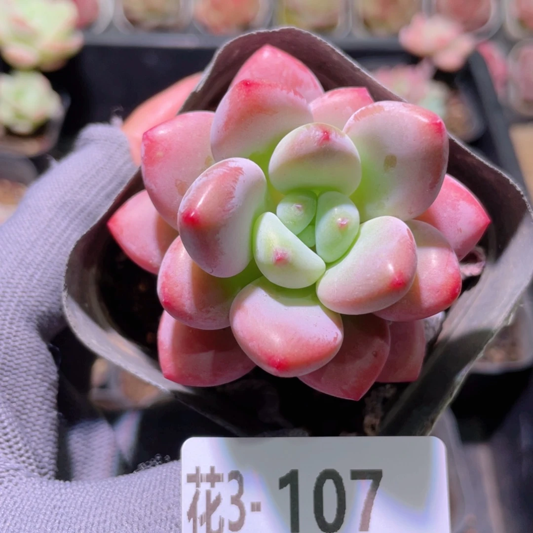 花利美3-107洛神