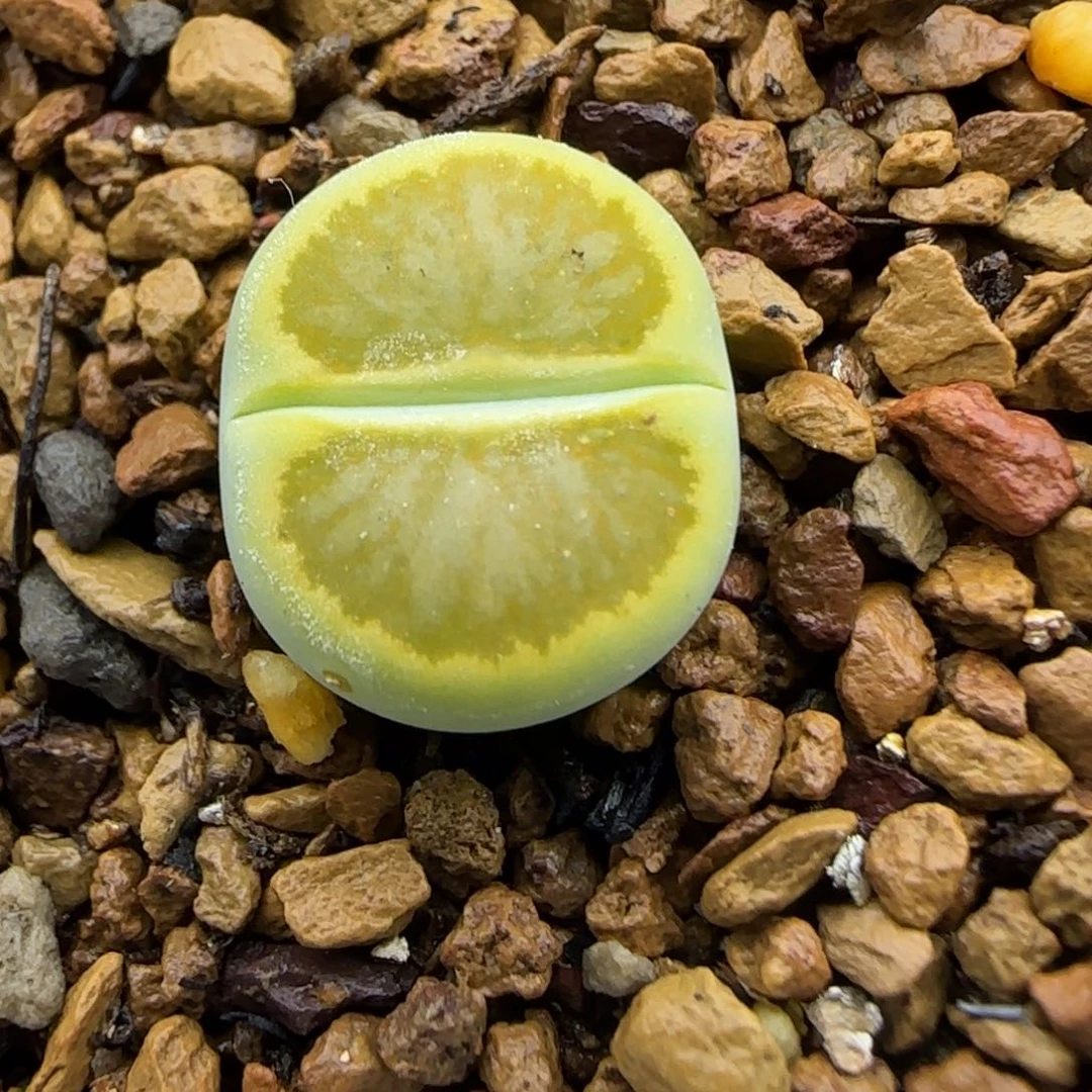 056 生石花大棚直播