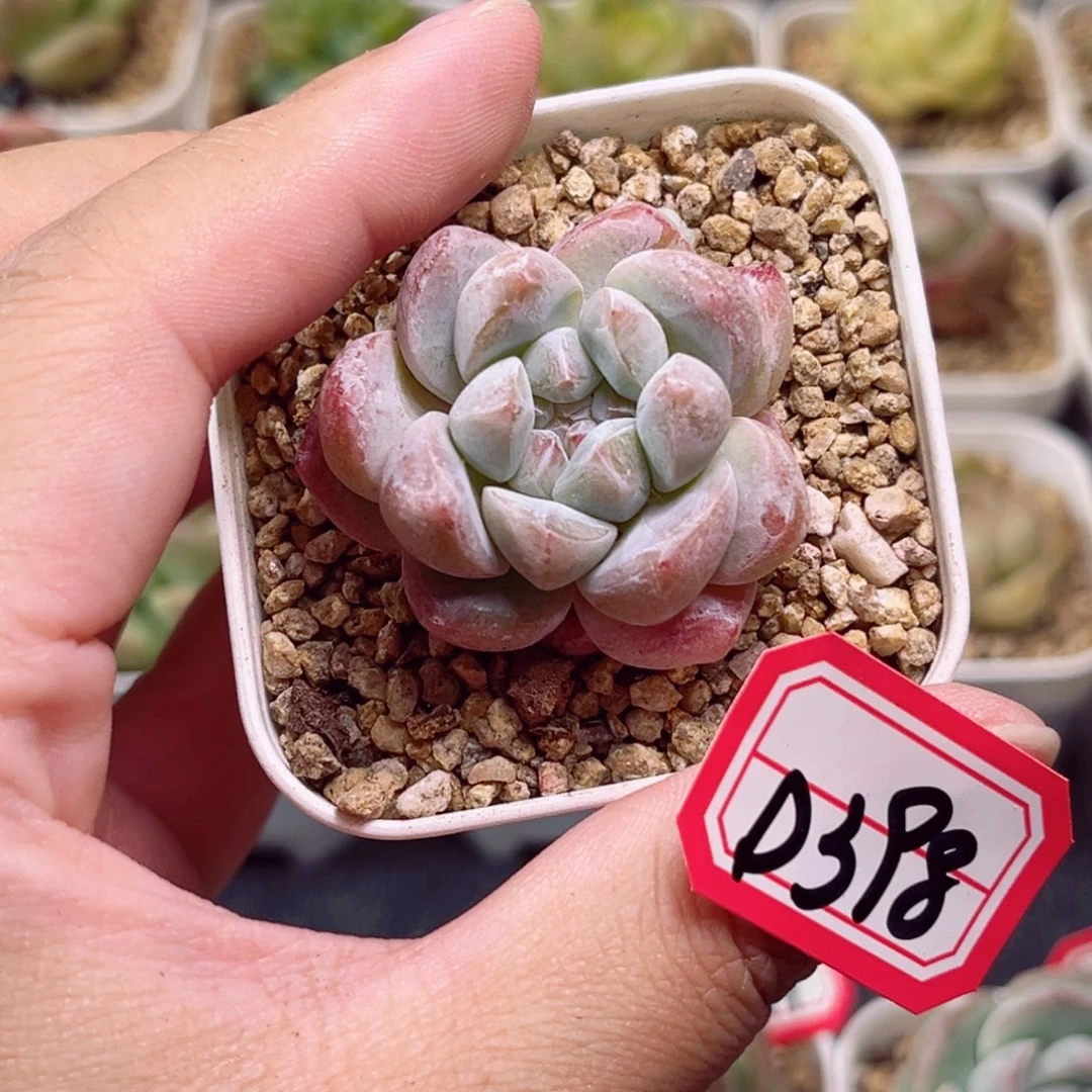 D398 一物一拍 18包邮