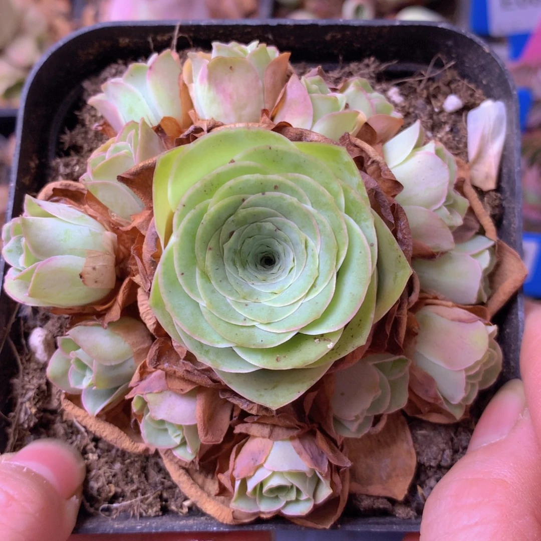 一物一拍星辰福利366