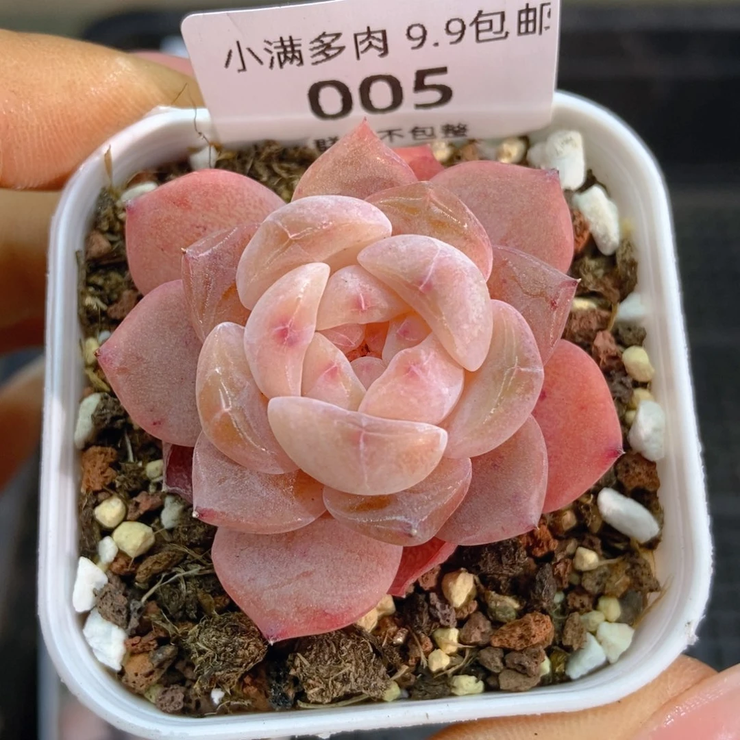 一物一拍9.9包邮005