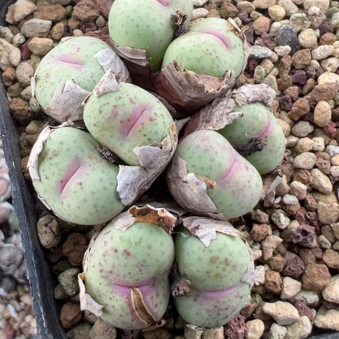 粉嘴奶油 肉锥植物
