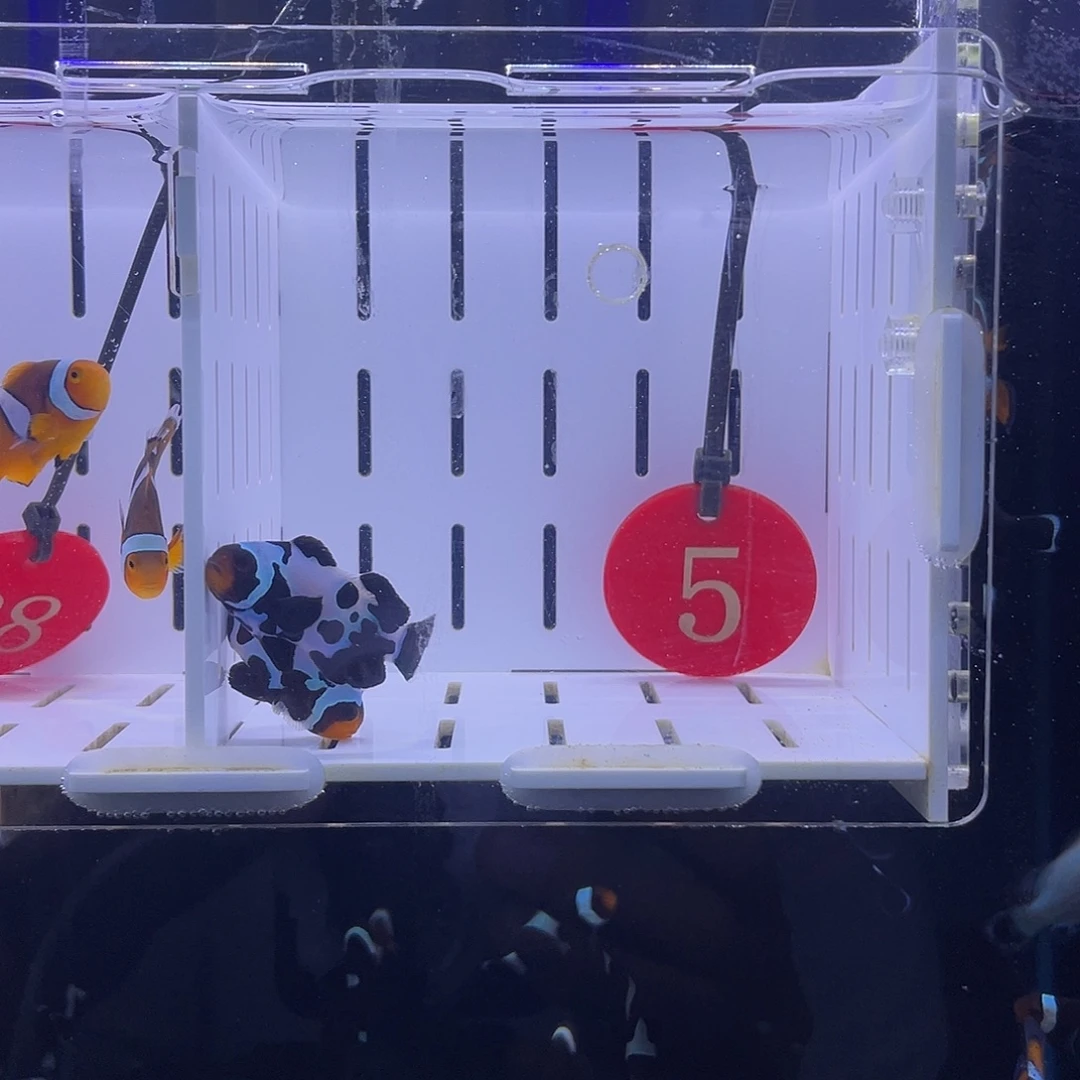 热带海域不分公母4.5-5精品黑冰小丑