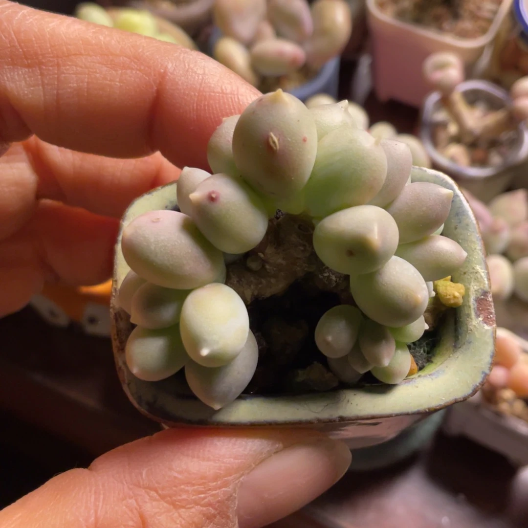 汉堡朵朵缀一个带盆