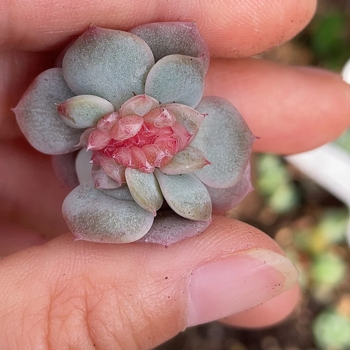 OTO多肉切糕优选dy0389