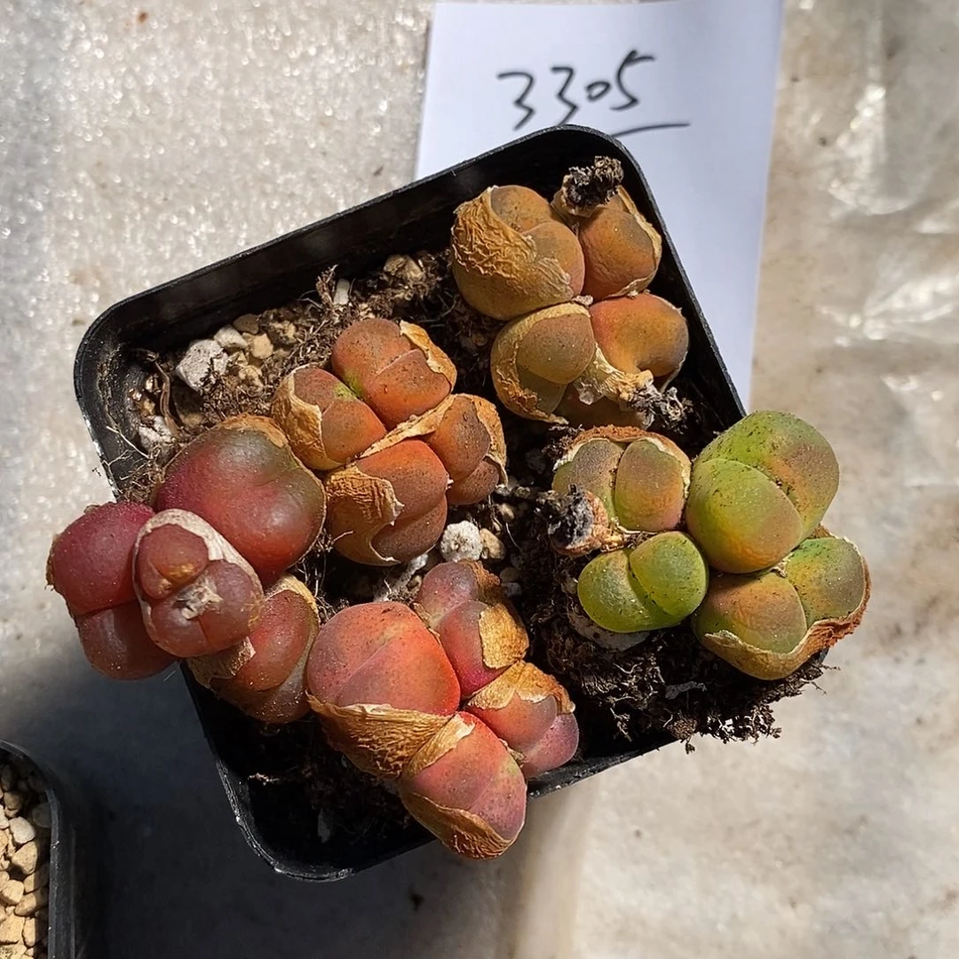 3305。   一组。     多头。