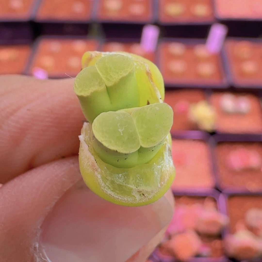 云缦精品番杏7.9粉佛肚精品