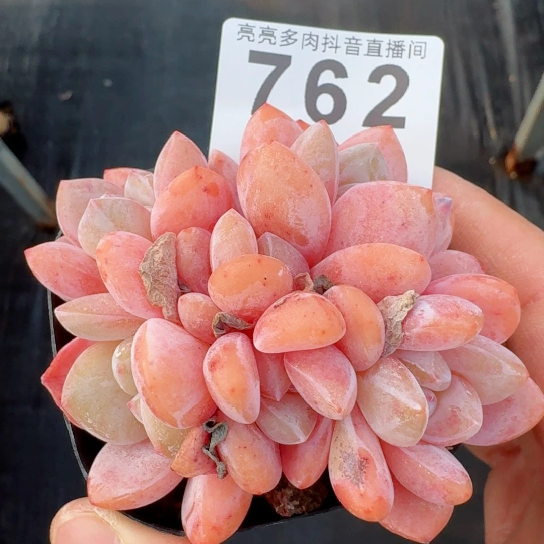 果奶群生         精品多肉