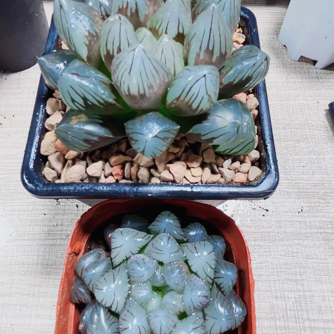 两颗玉露多肉植物6666