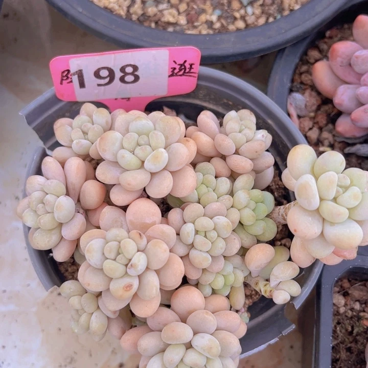 健健康康平平安安