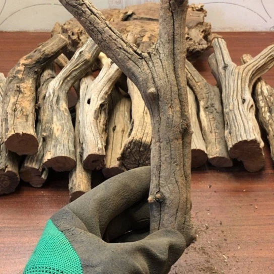 大果紫檀（缅甸花梨）爱****?