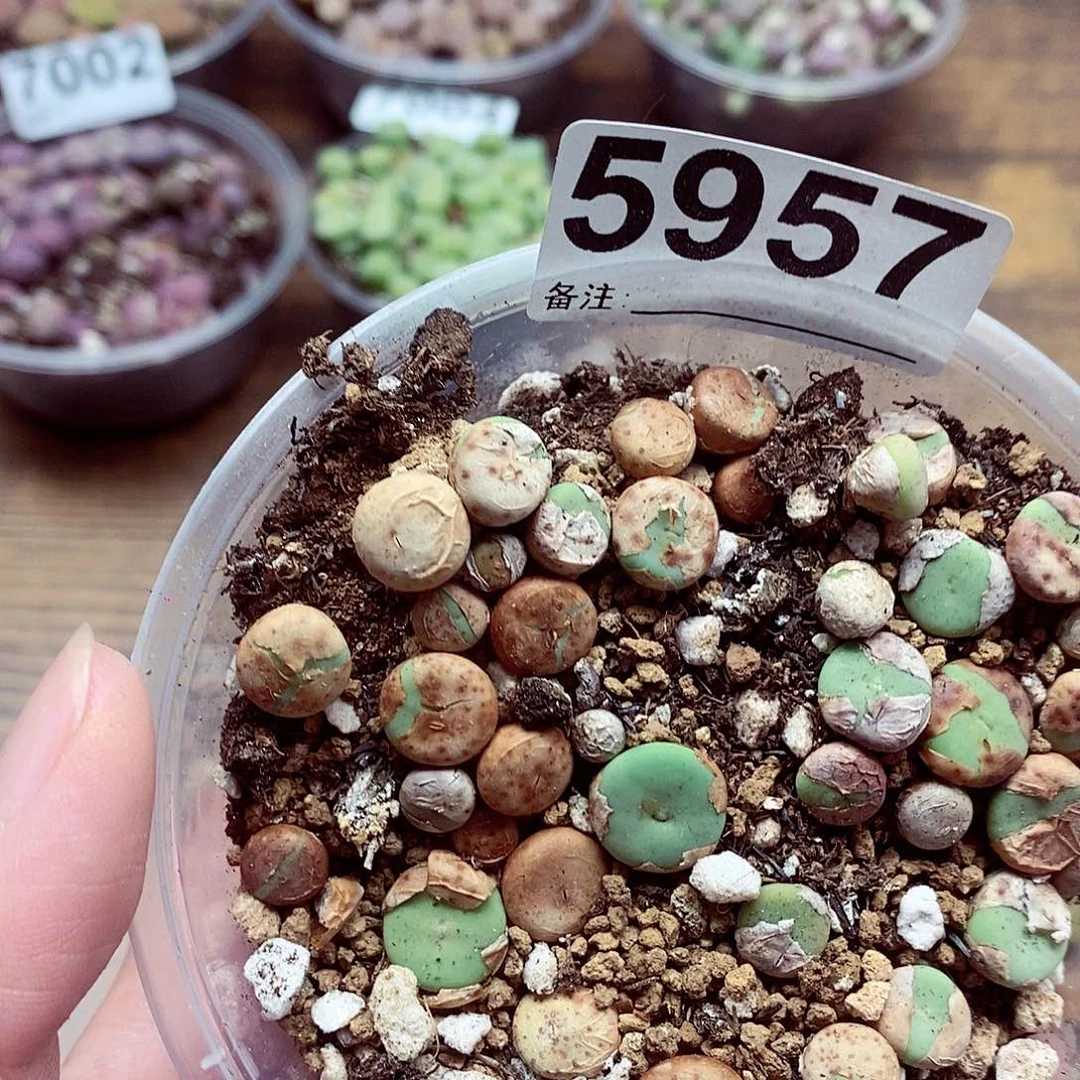 5957小红嘴啦啦啦