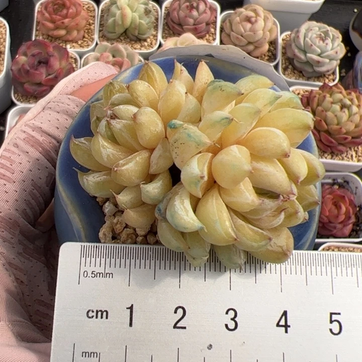 路714 多肉植物组合盆栽