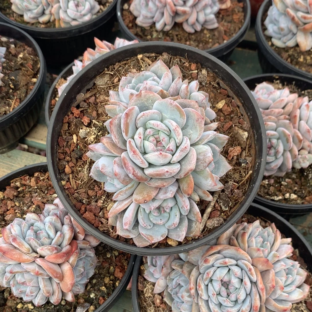 石榴籽无砍花花花花