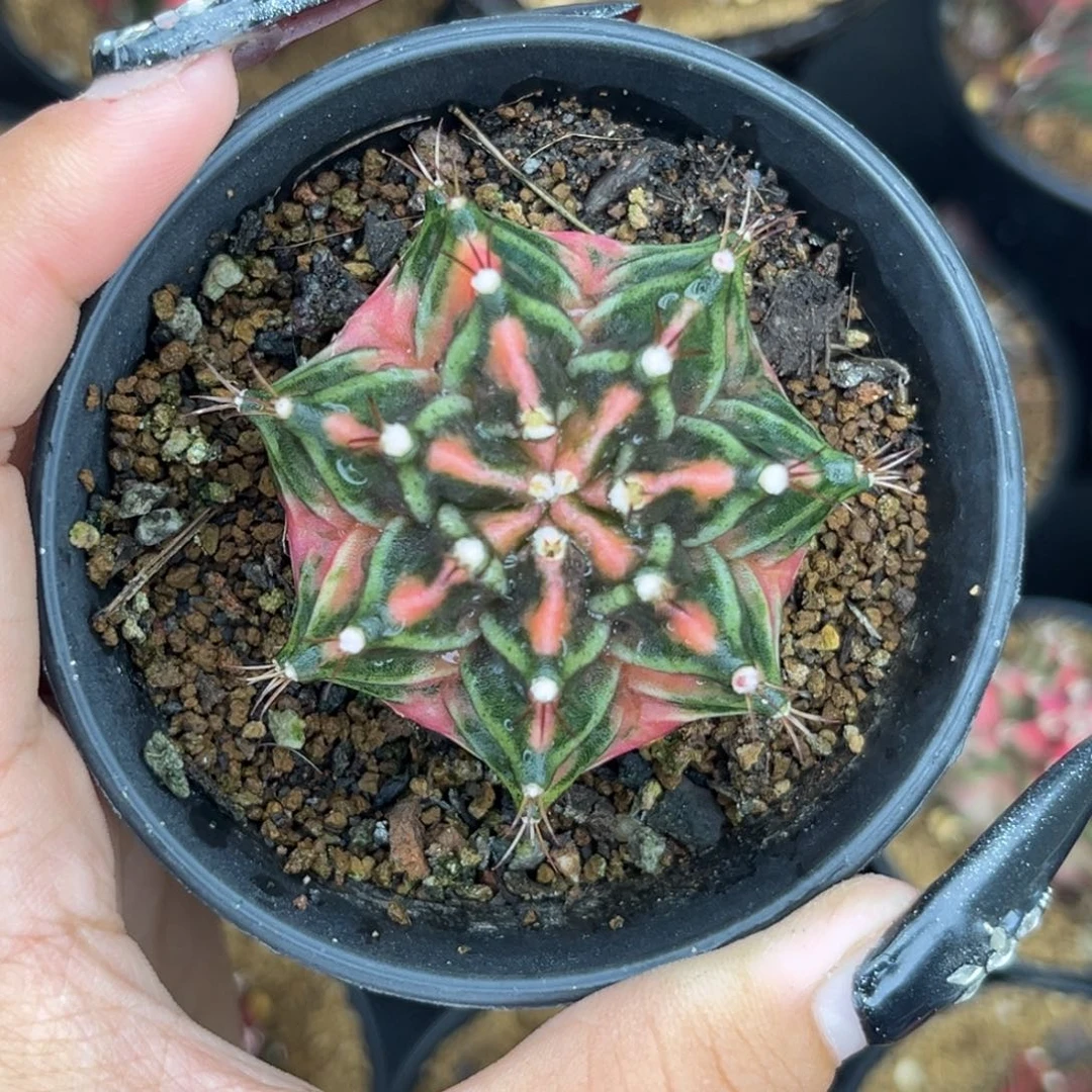 侧牙米哈 有水裂福利 带盆土