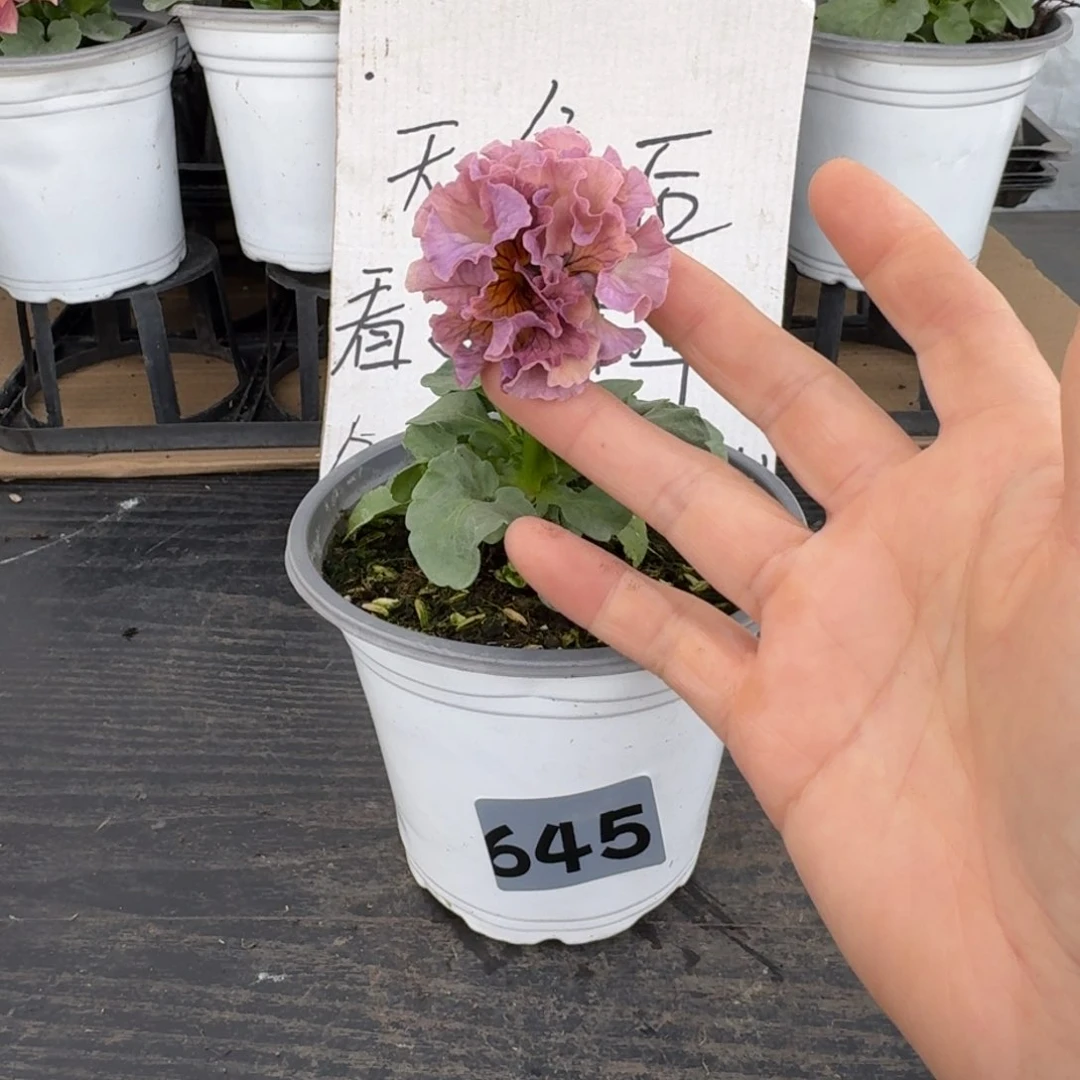 全部花朵645号礼服