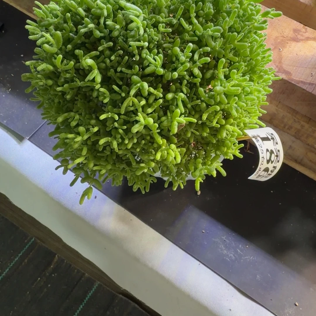 ****鱼金桔糖球枝干番杏186