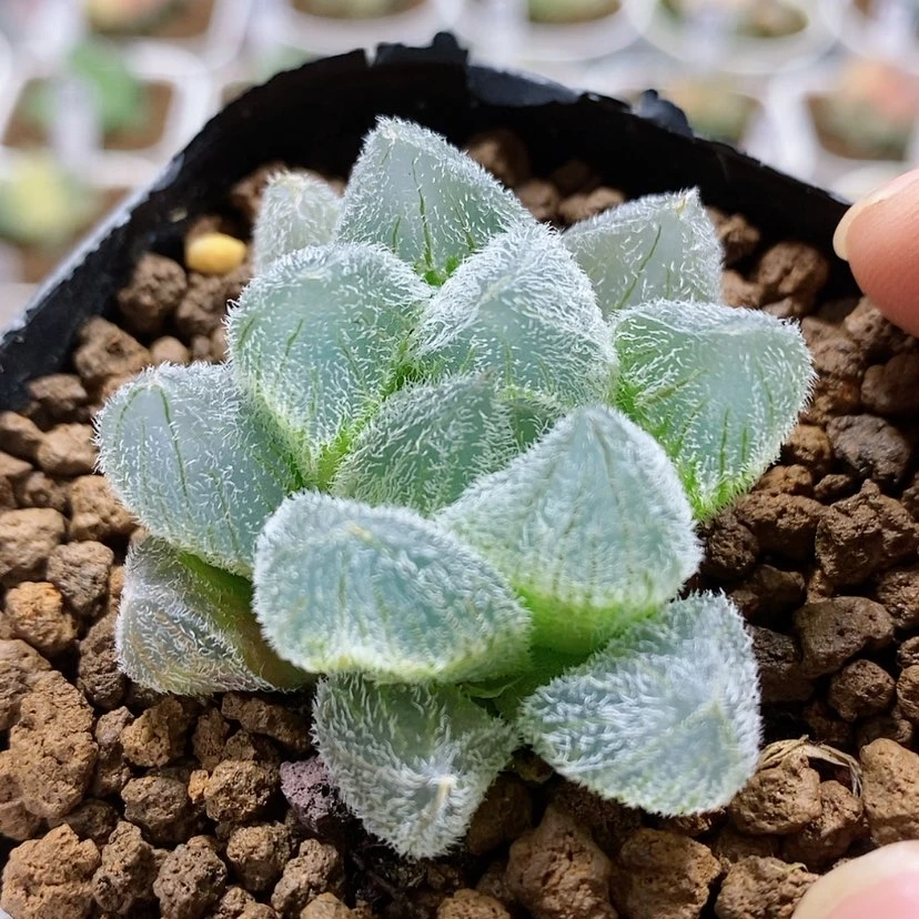 【闪购商品】107梦露