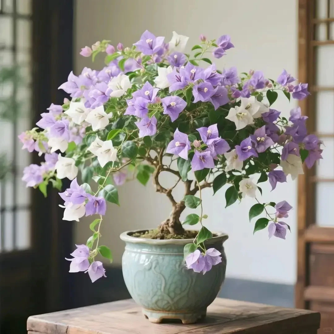 【香水味】新品三角梅树苗盆栽四季开花耐寒耐热好养活花卉绿植盆栽